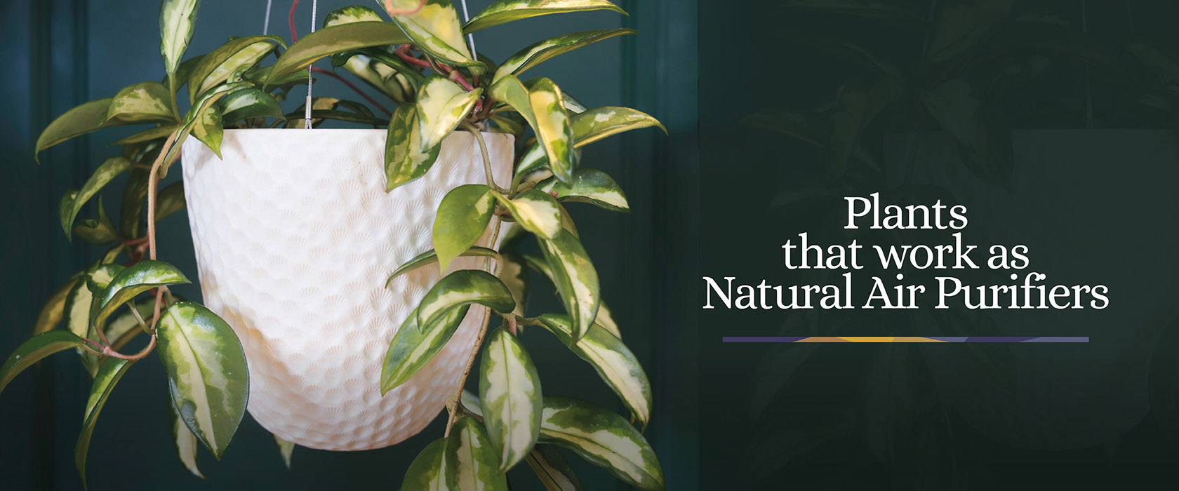 Indoor-Plants-Air-Purifiers-Blog-Header