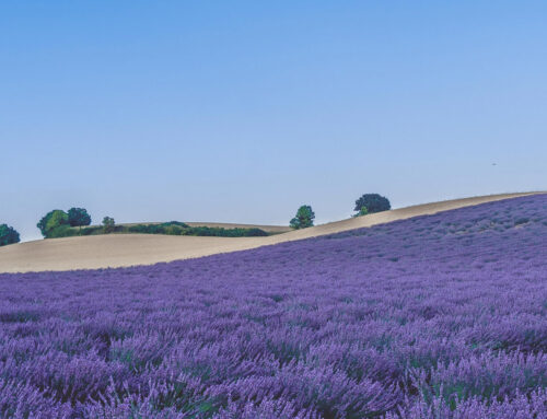 The Significance of Digital Lavender