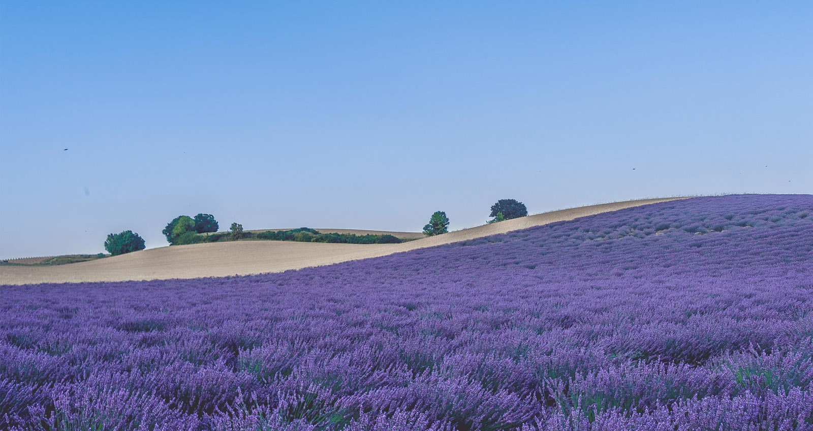 digital lavender header